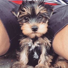 Yorkshire Terrier Puppies from Yorkielicious Yorkies