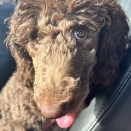 Maya - Poodle