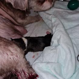 No name - Black male Shih Tzu puppy in Bethlehem, Pennsylvania from Cinnamon's Shih Tzus