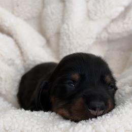 Dusk - Black and tan female Dachshund puppy in Murrieta, California from Dash of Love