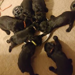 Giant Schnauzer Puppies from Oklahoma Giants