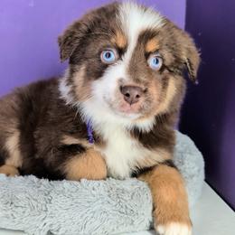 Remi3Girl2- RTF,Long,AKC,OFA,Genetics - Red tri-color female Australian Shepherd puppy in South Hill, Virginia from Silverside Aussies LLC