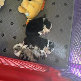 Border Collie Puppies from Janese's Border Collies