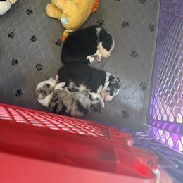 Border Collie Puppies from Janese's Border Collies