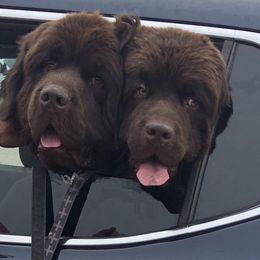 Newfoundland puppies from Timber’s Watch