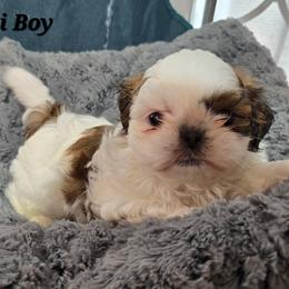 Mochi Boy 3 - Red and white male Shih Tzu puppy in Oakville, Washington from Garrard Creek Shih Tzus