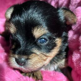 DRAGOMIRA - Black and gold female Yorkshire Terrier puppy in Los Angeles, California from WESTWAY Yorkies
