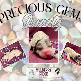 Girl 5 - female Sheepadoodle puppy in Tahlequah, Oklahoma from Mulberry Ridge Doodles