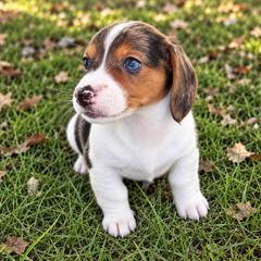Lincoln - Dapple male Dachshund puppy in Greenup, Kentucky from Tygart Creek Dachshunds