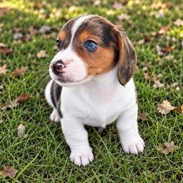 Lincoln - Dapple male Dachshund puppy in Greenup, Kentucky from Tygart Creek Dachshunds