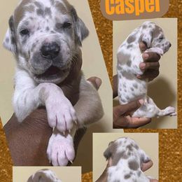 Casper - Fawn male Great Dane puppy in Bolivar, New York from Prophecy Danes