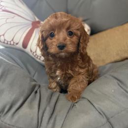 Jasper - Red male Cavapoo puppy in Phoenix, Arizona from Larisa's Cavaliers