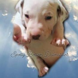 Dalmatian Puppies from Spotty Bottom Dalmatians