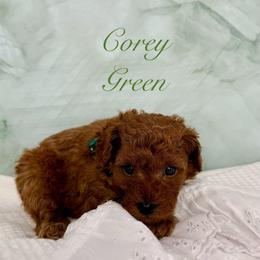 Corey Green (Boy 5) - Red  male Poodle puppy in Miami, Florida from Katy's Toy Poodles & Doodles