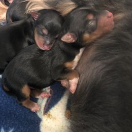Yorkshire Terrier Puppies from Jackie Jenny’s Precious Yorkies