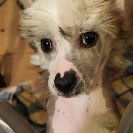 Armani - Sable male Chinese Crested puppy in Springfield, Oregon from Rose’s Chinese Cresteds