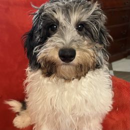 Calista - Merle female Goldendoodle puppy in Lowville, New York from Adirondack Labradoodles
