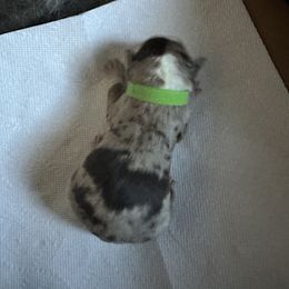 Australian Shepherd Puppies from Aussie Tree-O