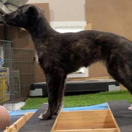 Silken Windhound Puppies from Intriga Hounds