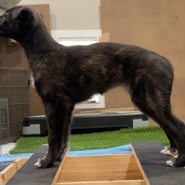Silken Windhound Puppies from Intriga Hounds