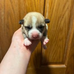 Mr. Spot - Red male Pembroke Welsh Corgi puppy in Delton, Michigan from CorGizmo