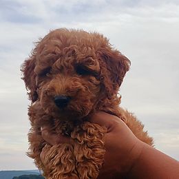 Bernedoodles, Bernese Mountain Dogs, and Goldendoodles from Stony Meadow Puppies