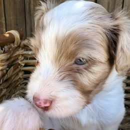 Kramer - Red merle male Aussiedoodle puppy in Bakersfield, California from Annie's Aussies