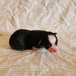 1 - Black tri female Miniature Australian Shepherd puppy in Snowflake, Arizona from Halfpint Aussies