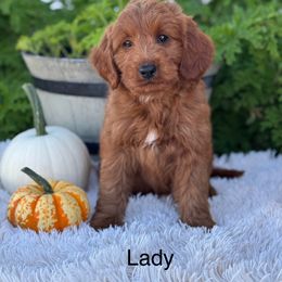 Lady - Red  female Goldendoodle puppy in Oxford, Pennsylvania from FriendlyPals