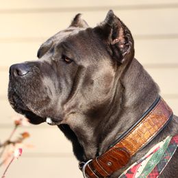 Cane Corso from Solterra Cane Corso