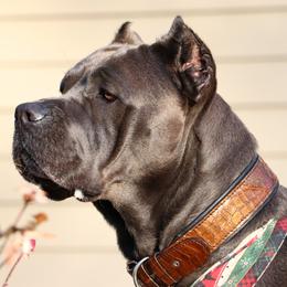Cane Corso from Solterra Cane Corso