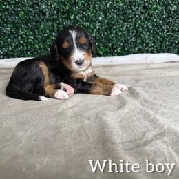 Boy 3 - Tri-color male Bernedoodle puppy in Modesto, California from Two Doods Doodles