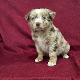 Aurora - Red merle female Australian Shepherd puppy in Collinston, Utah from Corbridge Aussies