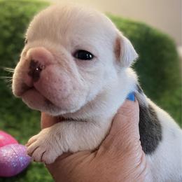 Ben - Blue tri-color male Bulldog puppy in Seneca, South Carolina from Burrell’s Bulldog Kingdom
