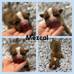 Mezcal - Red male American Staffordshire Terrier puppy in Marietta, Georgia from Ambition Amstaffs