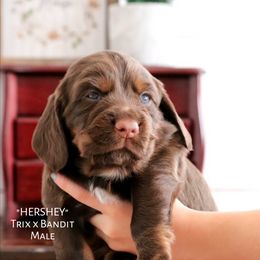 English Cocker Spaniel Puppies from HighBrassGunDogs