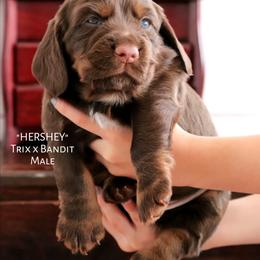 English Cocker Spaniel Puppies from HighBrassGunDogs