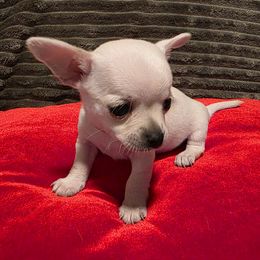 Louie (frm. Oakley) - Cream male Chihuahua puppy in Jacksonville, Florida from Precious Paws of Florida - Chihuahuas