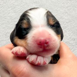 Hamilton (Red collar) - Tri-color male Bernedoodle puppy in Boiling Springs, South Carolina from OlliePups, LLC