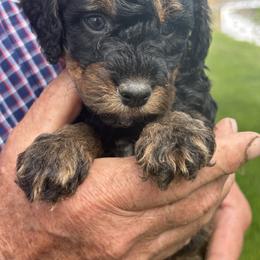 Scout - Phantom male Bernedoodle puppy in Cody, Wyoming from Yellowstone Breeders