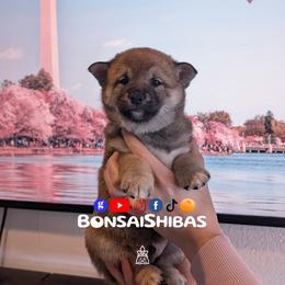TANO - Red male Shiba Inu puppy in Minnesota from BonsaiShibas