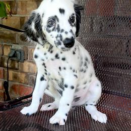 Freckles - White and black male Dalmatian puppy in Bremen, Georgia from Clark’s Dalmatians