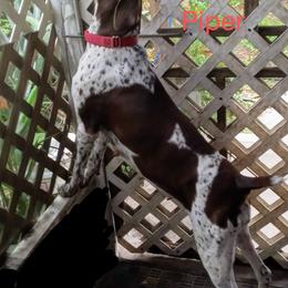German Shorthaired Pointers from Dancin' German Shorthaired Pointer's