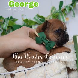 George O'Malley - Fawn male French Bulldog puppy in Loxahatchee, Florida from Blue Wonder Frenchies