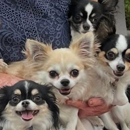 Chihuahuas from Life of Riley's AKC Chihuahuas