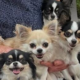 Chihuahuas from Life of Riley's AKC Chihuahuas