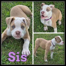 Sis - Fawn and white female Olde English Bulldogge puppy in Wheeler, Michigan from Haase Family Kennels