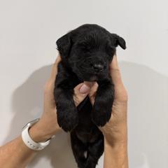 Girl 3 - Black female Whoodle puppy in Pima, Arizona from Schmidt's K9s