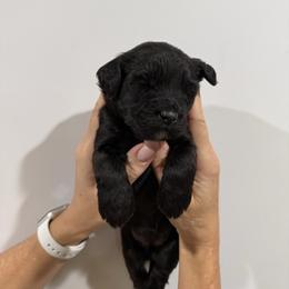 Girl 3 - Black female Whoodle puppy in Pima, Arizona from Schmidt's K9s