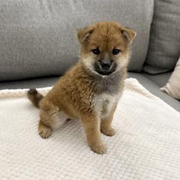 Kobe - Red male Shiba Inu puppy in Houston, Texas from Sakura Blossom Shibas
